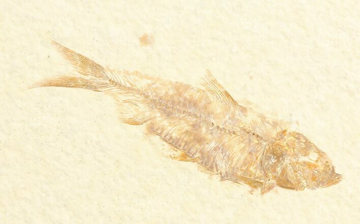 Detailed, Knightia Fossil Fish - Wyoming #78318